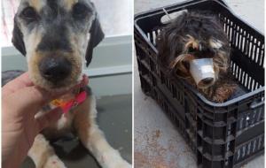 Cachorra é atendida pela ONG-SPA em situação de maus-tratos