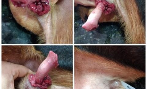 Cachorro faz tratamento de TVT (tumor venéreo transmissível)