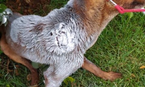 Cachorro sendo comido vivo é atendido pela ONG
