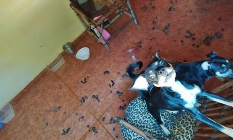 Dois Cães são Resgatados em Uraí em Maus Tratos